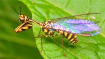 Découvrez l'étrange mantispe : un insecte mi-mante religieuse, mi-guêpe