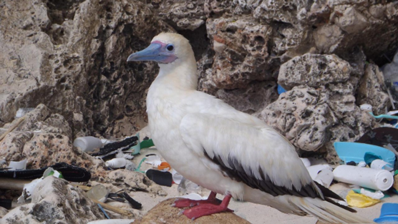 D'ici 2050, plus de 99% des oiseaux marins auront avalé du plastique, selon une étude