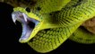 Pourquoi a-t-on si peur des serpents ?
