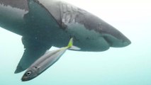 Held oder Poser: Mann rettet Hai mit bloßen Händen vor dem Ertrinken und erntet Kritik