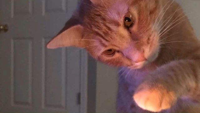 Ehemann wirft seinem Kater vor, ein böser Geist zu sein: Meine Frau ist wegen ihm schwanger