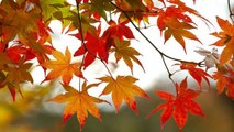 Pourquoi les feuilles des arbres changent de couleur en automne ? Voilà la véritable raison