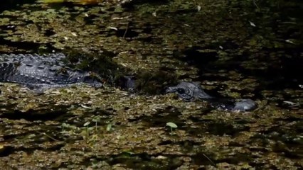 How To Survive A Crocodile Attack || Deepak Syal