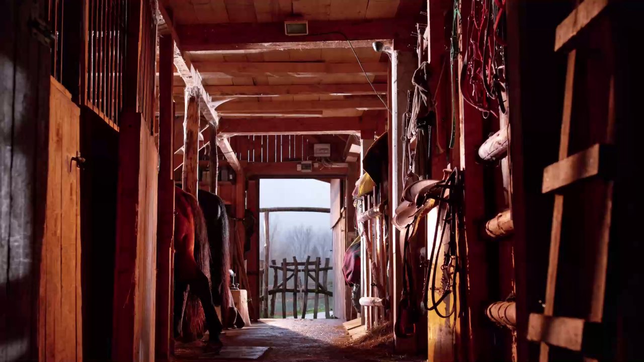 Pferd hat höllische Koliken, dann eilt ein anderes Tier zur Hilfe