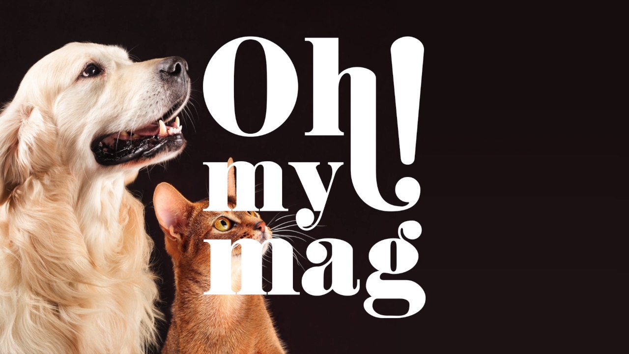 Russische Influencerin fordert ihre Fans dazu auf, Tiere zu überfahren