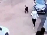 Bahçeden kaçan Rottweiler köpek 2 kadına kabusu yaşattı