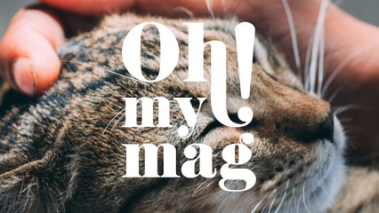 Schmusetiger: Diese 5 Katzenrassen kuscheln besonders gerne