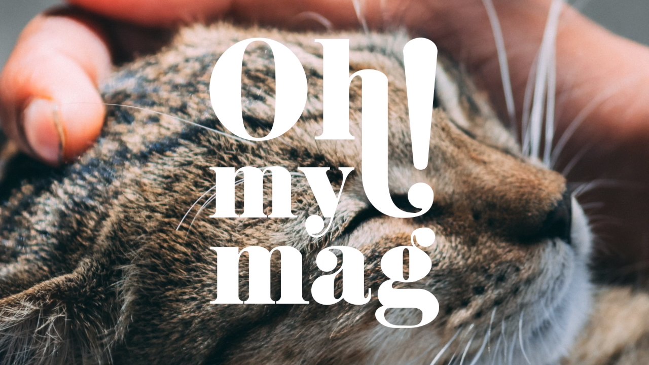 Schmusetiger: Diese 5 Katzenrassen kuscheln besonders gerne