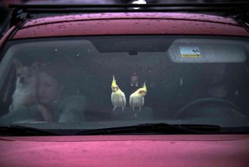 Ukraynalı Maria tüm hayvanlarını da alarak ülkesinden ayrıldıMaria Kuşnir: "Onları bu acımasız savaşta kaderlerine terk edemezdim"