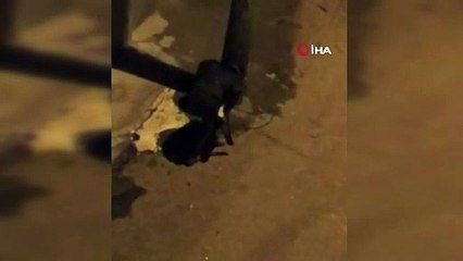 Böyle hırsızlık görülmedi! Mahalleli isyan etti