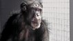 Les Etats-Unis renoncent à l'utilisation des chimpanzés dans leurs laboratoires publics