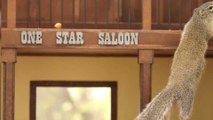 This Man Made a Saloon for Squirrels and the Results Could Not Be More Adorable