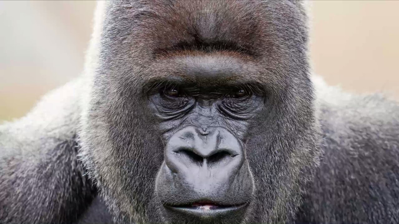 Beeindruckende Bilder: Seltener Gorilla wurde zum ersten Mal fotografiert