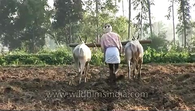 Traditional ploughing of paddy field with help of bulls in Karnataka