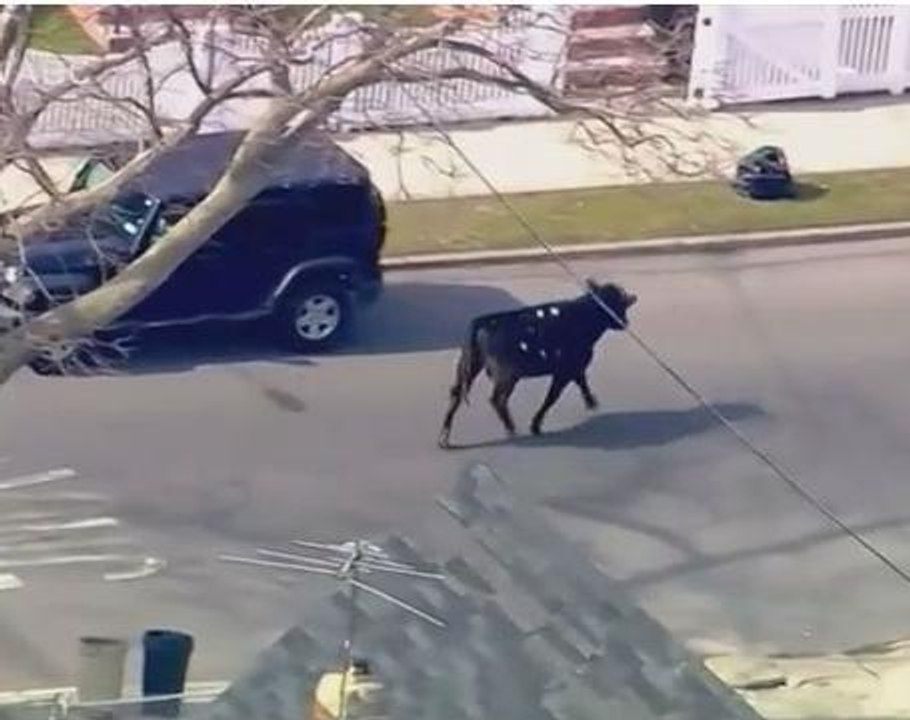 Police go on bull chase in New York