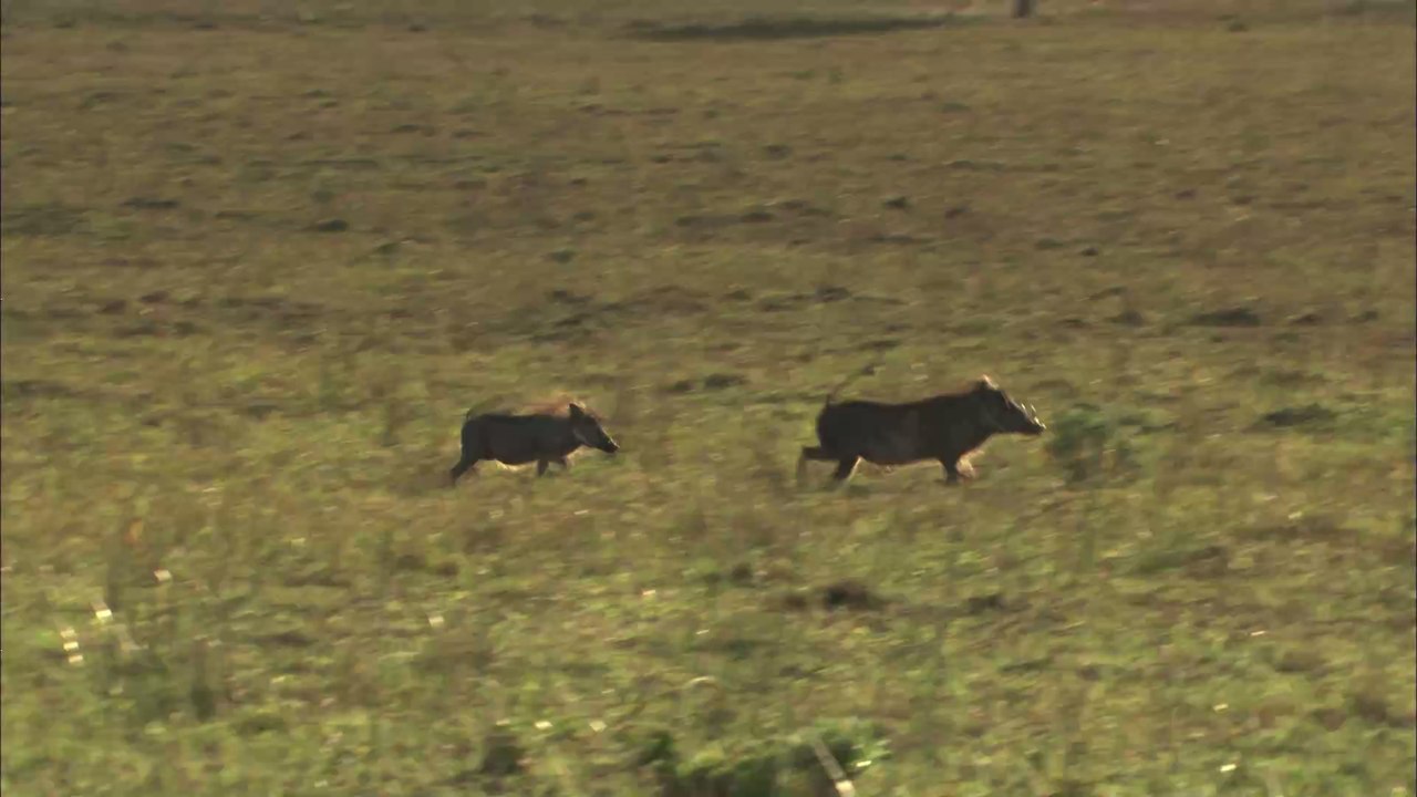Nackte verfolgungsjagd: mann verfolgt wildschwein, das seine sachen geklaut hat