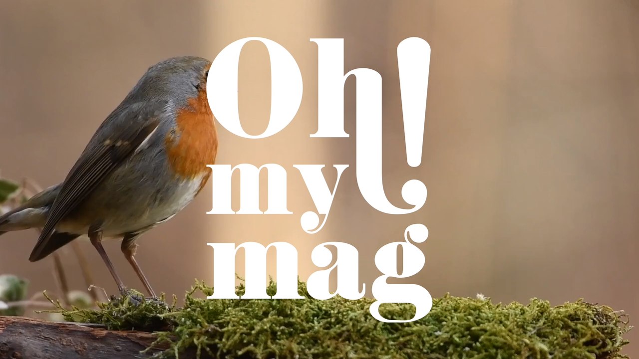 Klimawandel: Vögel schrumpfen um 2,4 Prozent