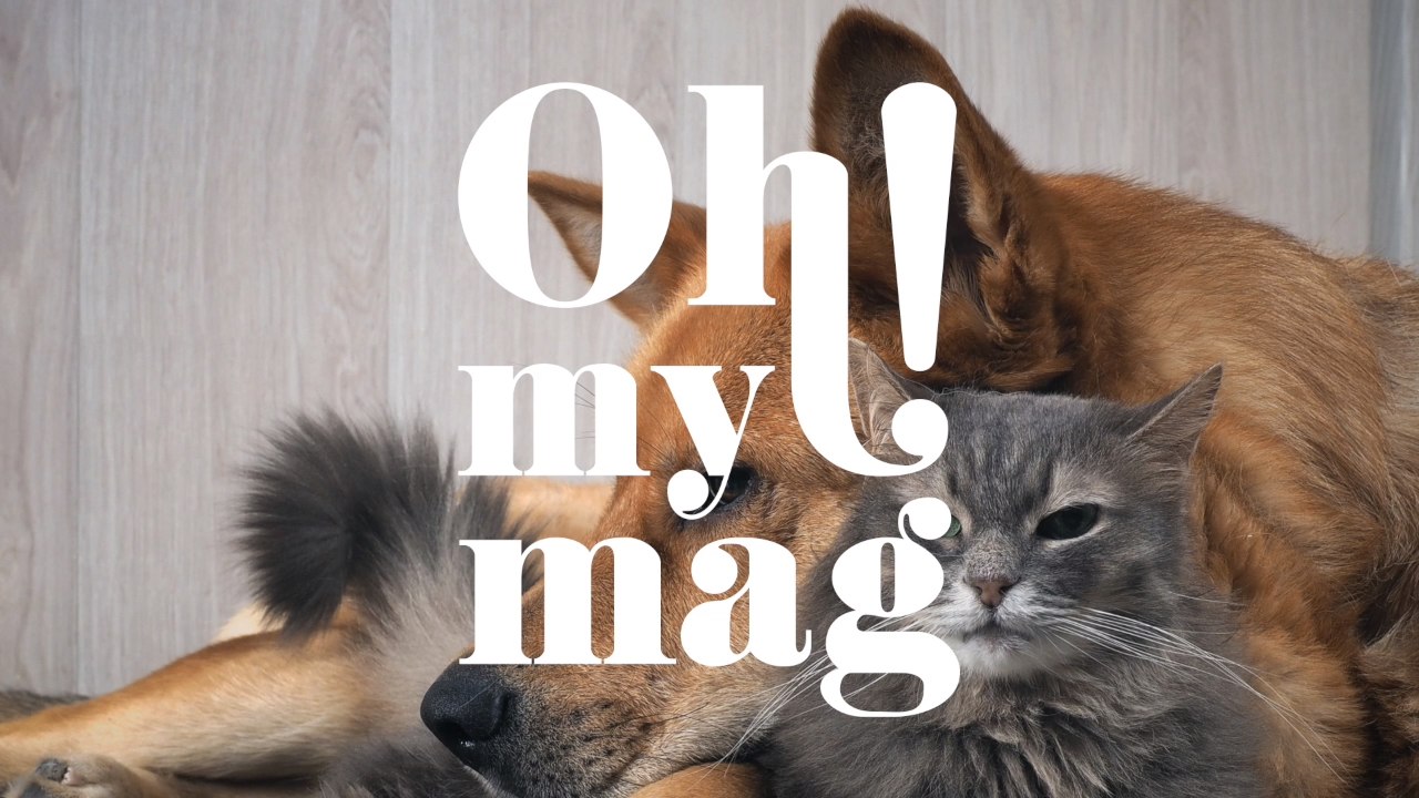 So zeigen Haustiere ihre Trauer um ihren verstorbenen Kamerad