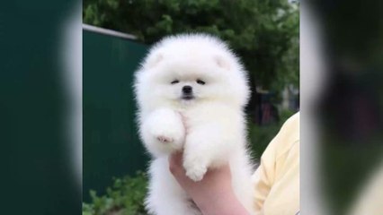 Breeder Who Sold Puppy To Tommy And Molly Mae Says ‘Things Aren’t Making Sense’