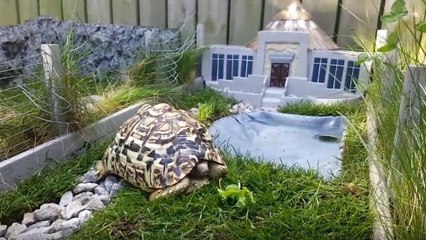 Cet homme a fabriqué un Jurassic Park miniature pour sa tortue