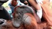 Une organisation secourt un orang-outan victime des incendies en Indonésie