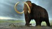 Le mammouth laineux bientôt ressuscité par les scientifiques 4000 ans après sa disparition ?