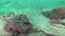 Quand une pieuvre se fait surpasser dans l'art du camouflage (Vidéo)