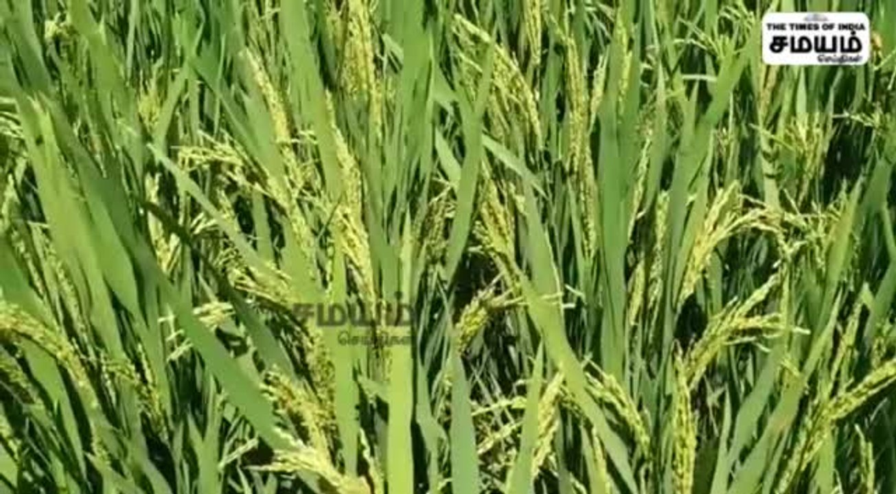 குவிந்து கிடக்கும் நெல் மூட்டைகள்; வேதனையில் வி...