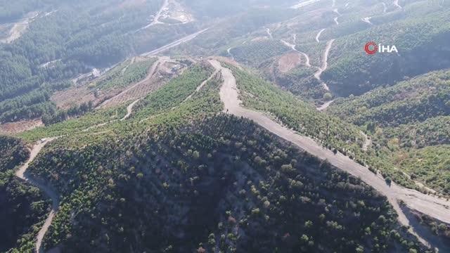 Küle dönen yüzlerce hektar orman yeniden canlandı