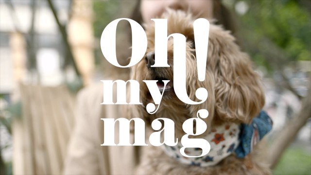 So pflegt ihr die Zähne eures Hundes richtig