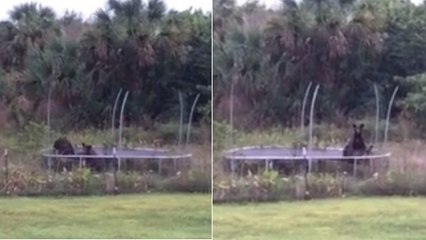 Quand des oursons noirs s'introduisent dans une propriété pour faire du trampoline