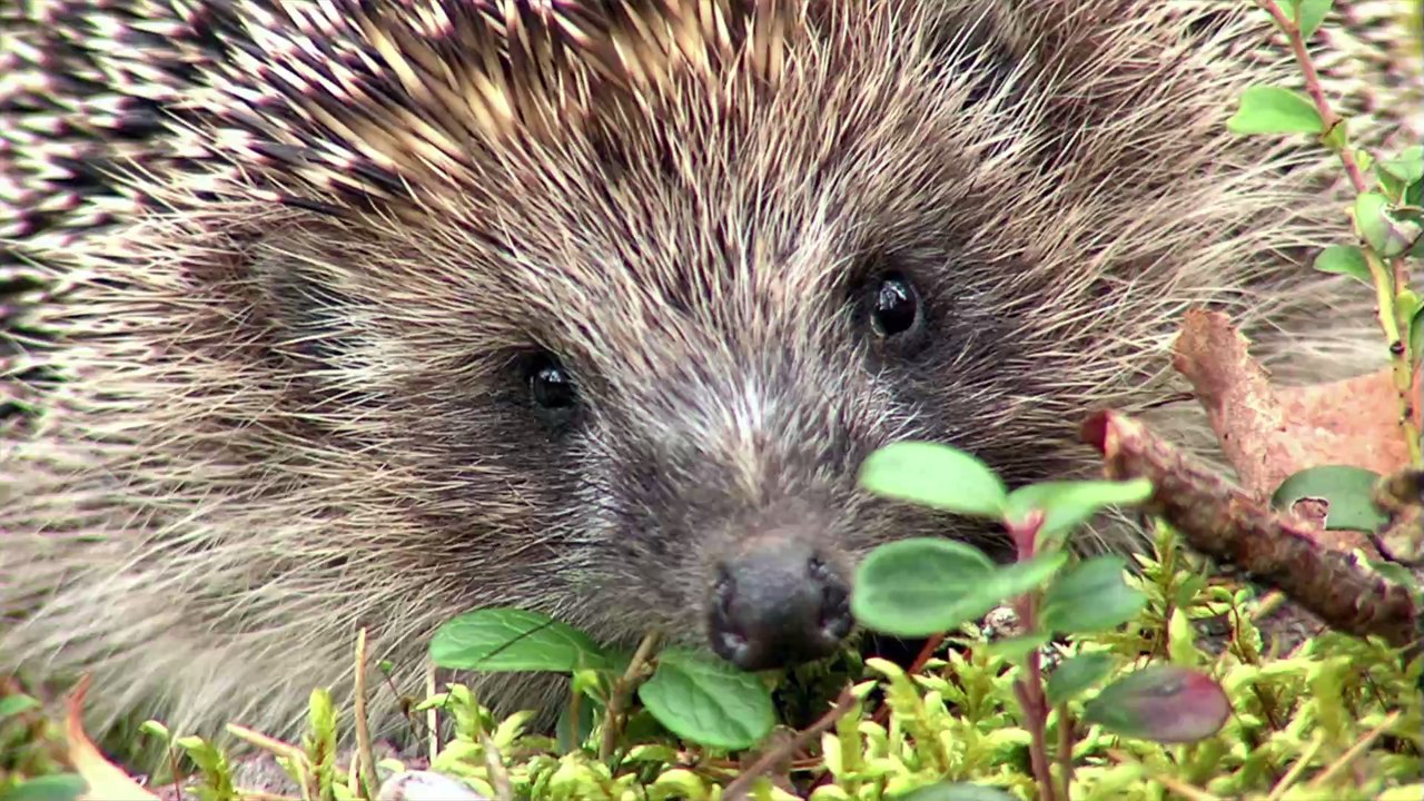 Ungewöhnliche Haustiere: Diese Igel-Art darfst du zu Hause halten