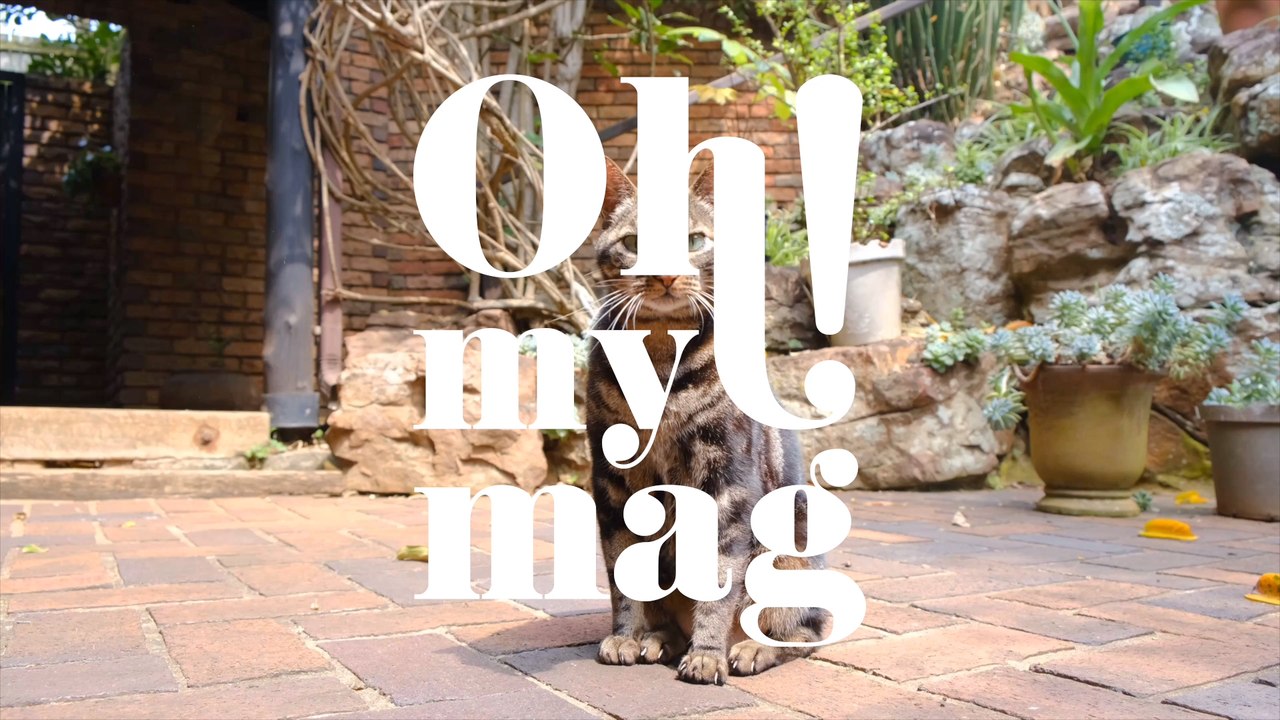 Frau nimmt Straßenkatze bei sich auf, dann rettet das Tier ihr das Leben