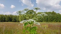 Despite Its Beautiful Flowers, This Common Plant Is Incredibly Toxic for You