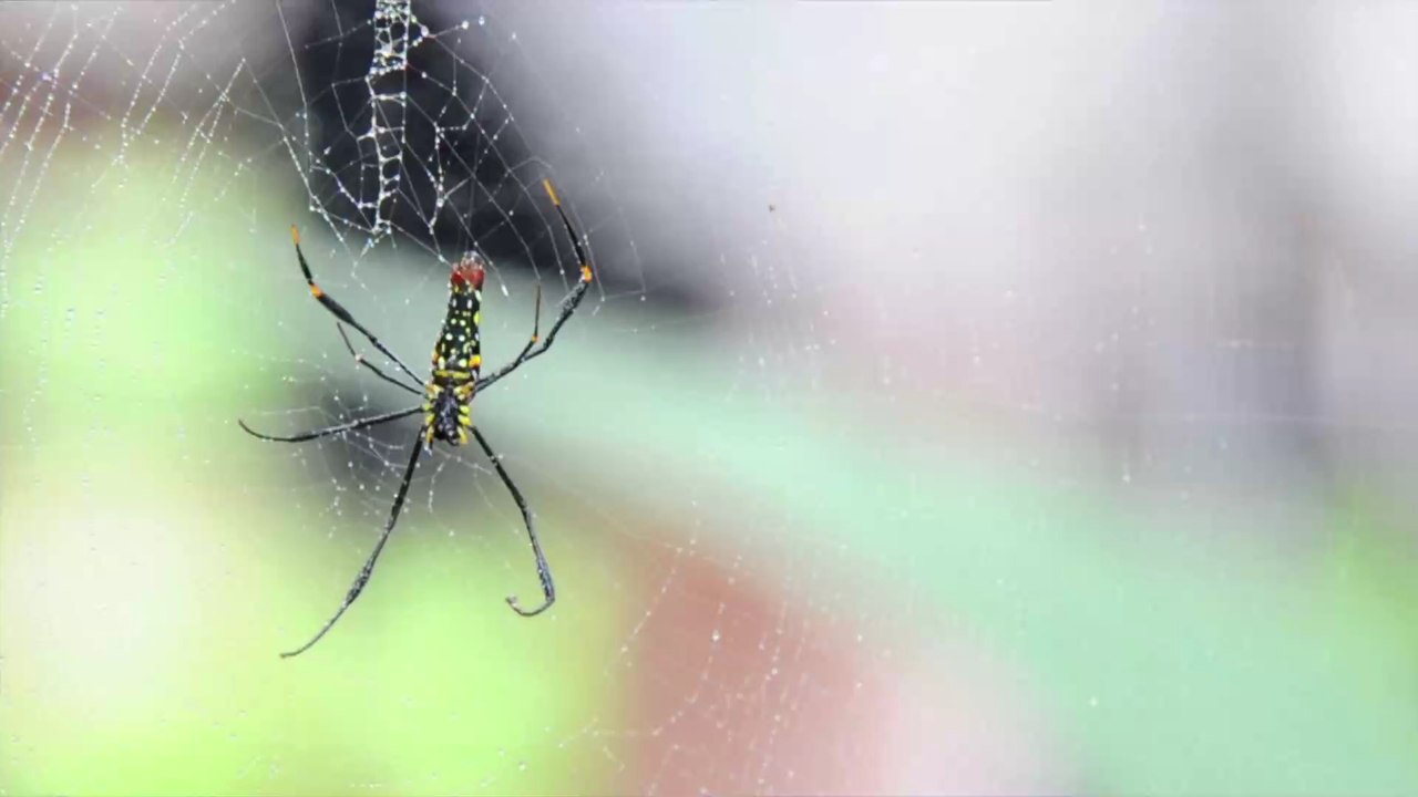 Australien: Frau entdeckt außergewöhnliche neue Spinnenart