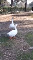 White Goose  Bird Video By Kingdom of Awais