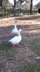 White Goose  Bird Video By Kingdom of Awais