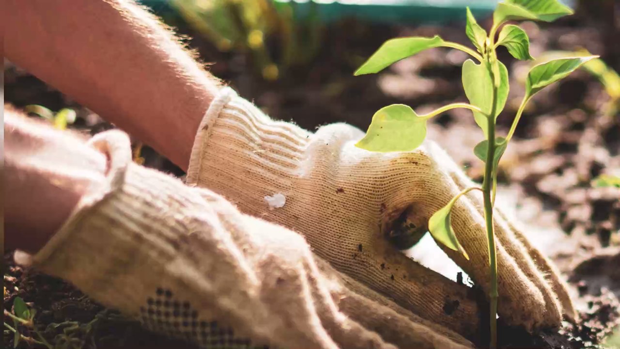 Mit diesen Pflanzen kannst du deinen Garten im Frühling verschönern