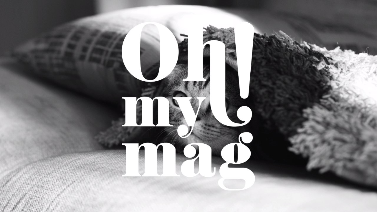 Unkompliziert: Diese fünf Katzenrassen verstehen sich super mit Hunden