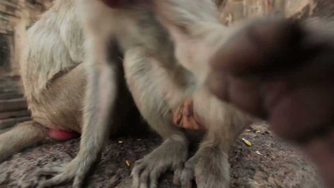 Wilde Szenen wegen des Coronavirus: Hunderte Affen kämpfen um eine Banane (Video)