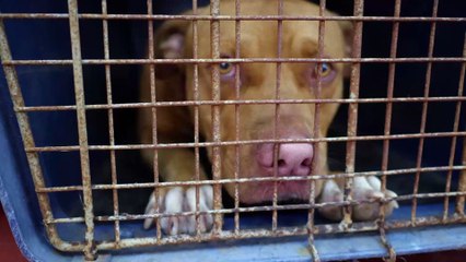 Tötungsstationen in Osteuropa: Hier werden Straßenhunde am lebendigen Leib verbrannt