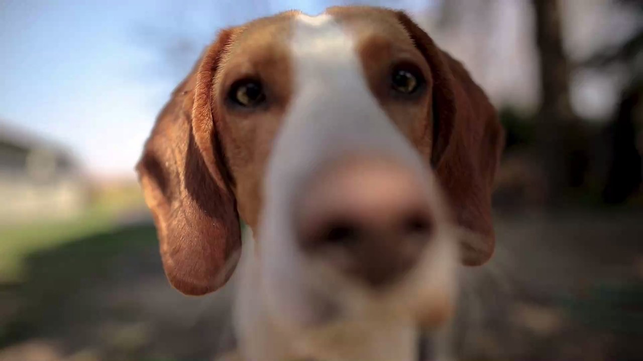 Problem 'Schattenhunde': Tierschützer warnen vor überfüllten Tierheimen