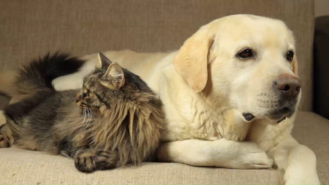 Coronavirus: Können Tiere das Virus übertragen?