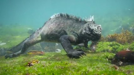 Un iguane filmé en pleine balade sous-marine au large des Galápagos