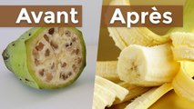 Aliments : voici à quoi ressemblaient les fruits et légumes avant l'intervention de l'Homme