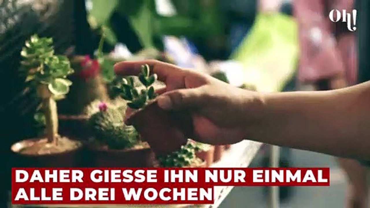 Kakteen richitg gießen: So pflegt ihr sie am besten