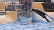Une vidéo dévoile une orque en proie à la panique dans un parc aquatique