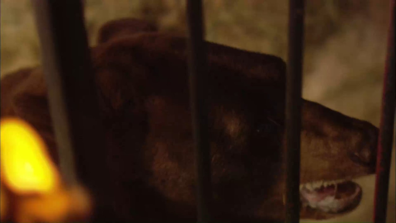 Nach Verbot für Verkauf von Wildtieren: China nutzt Bärengalle im Kampf gegen Corona