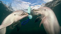 Animaux : est-il vrai que les dauphins communiquent entre eux pour résoudre un problème ?