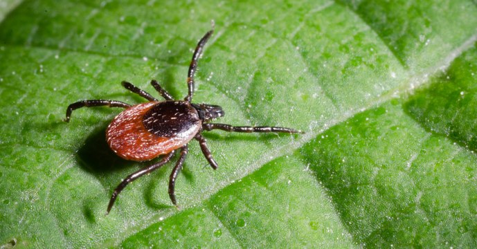 Les tiques sont de retour, que faire en cas de morsure de tique ?